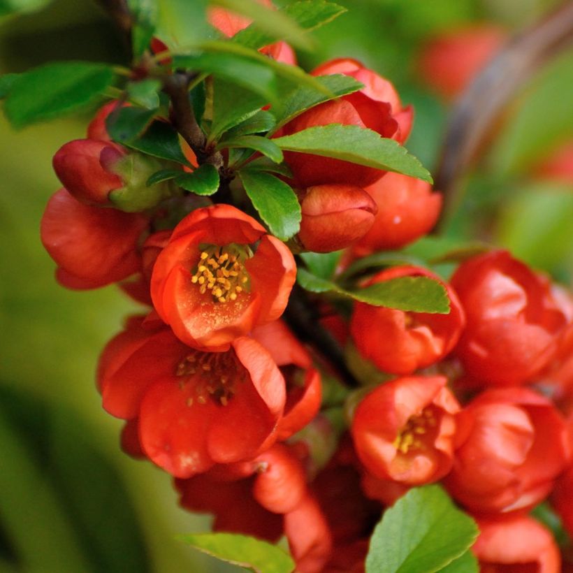 Chaenomeles japonica Orange Beauty - Dwergkwee (Bloei)