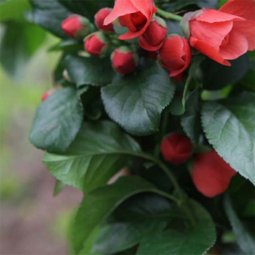 Chaenomeles speciosa Orange Storm - Chinese sierkwee (Foliage)