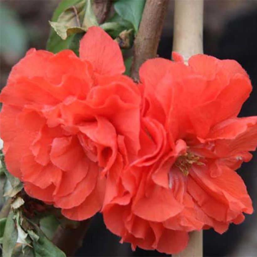 Chaenomeles speciosa Orange Storm - Chinese sierkwee (Flowering)
