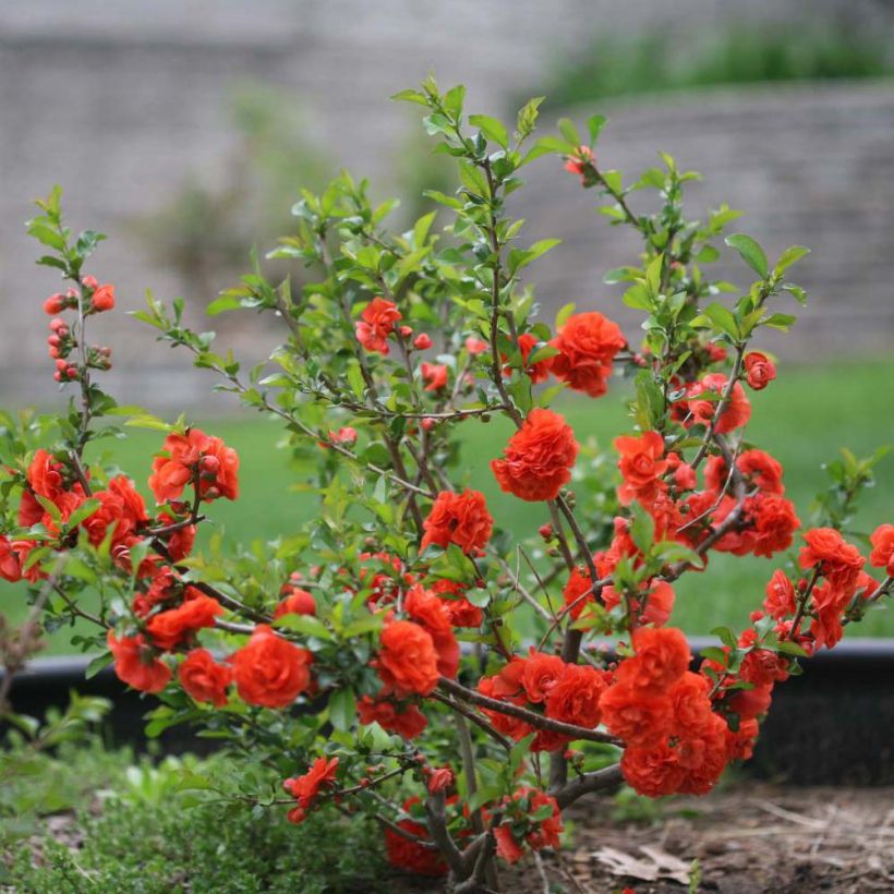 Chaenomeles speciosa Orange Storm - Chinese sierkwee (Plant habit)