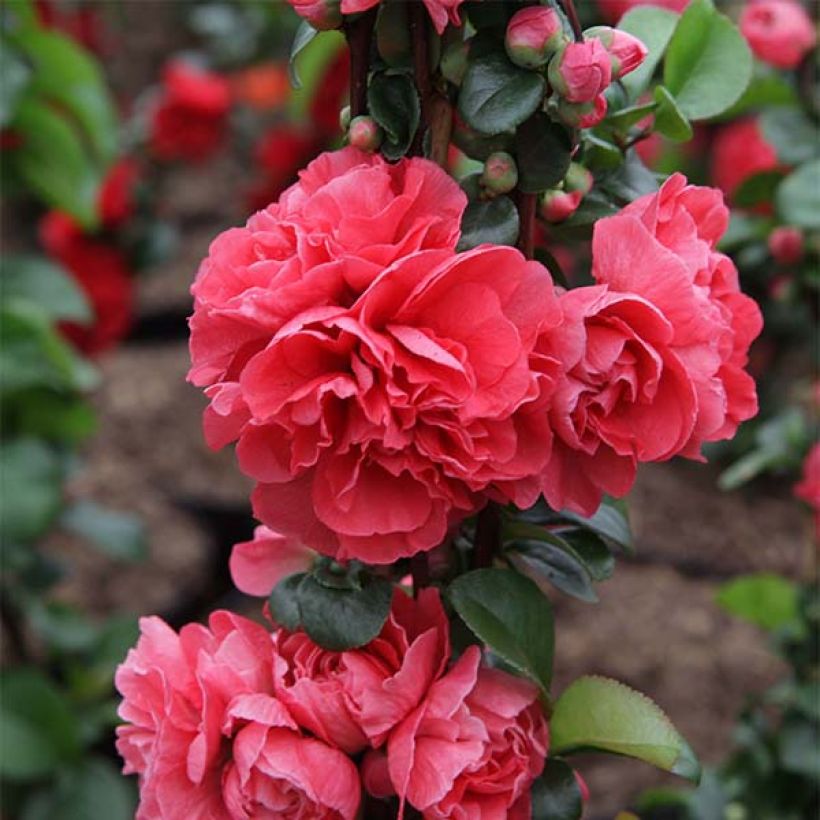 Chaenomeles speciosa Pink Storm - Chinese sierkwee (Flowering)