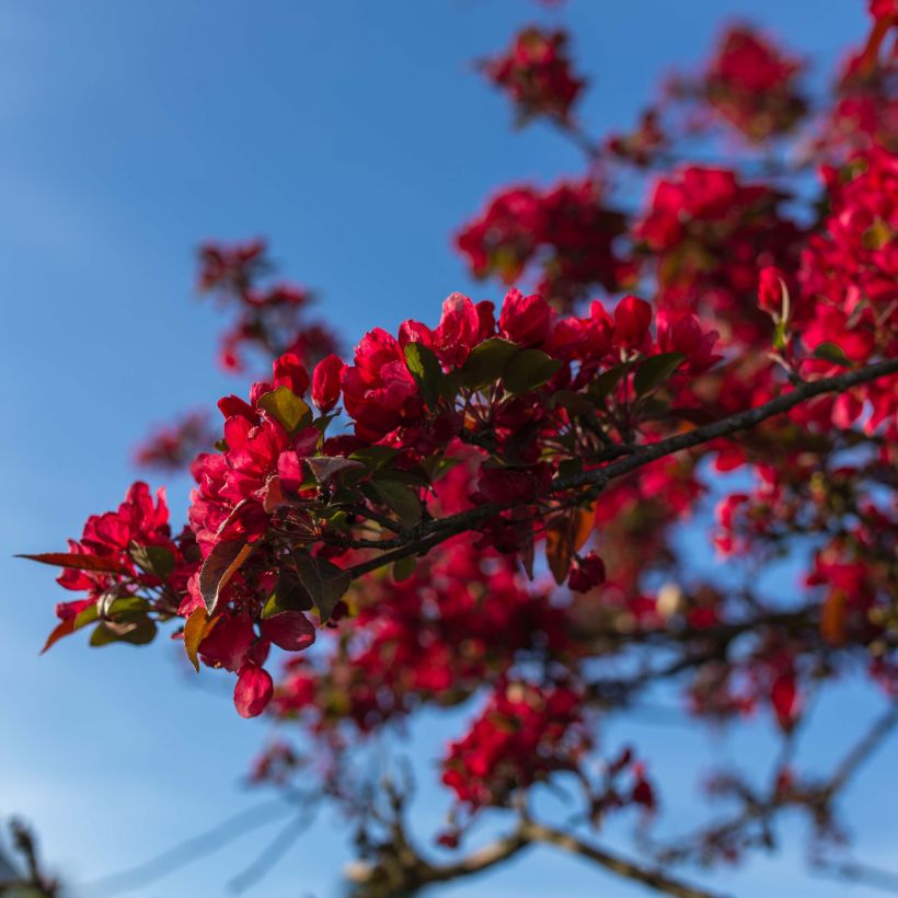 Chaenomeles speciosa Rubra - Chinese sierkwee (Flowering)