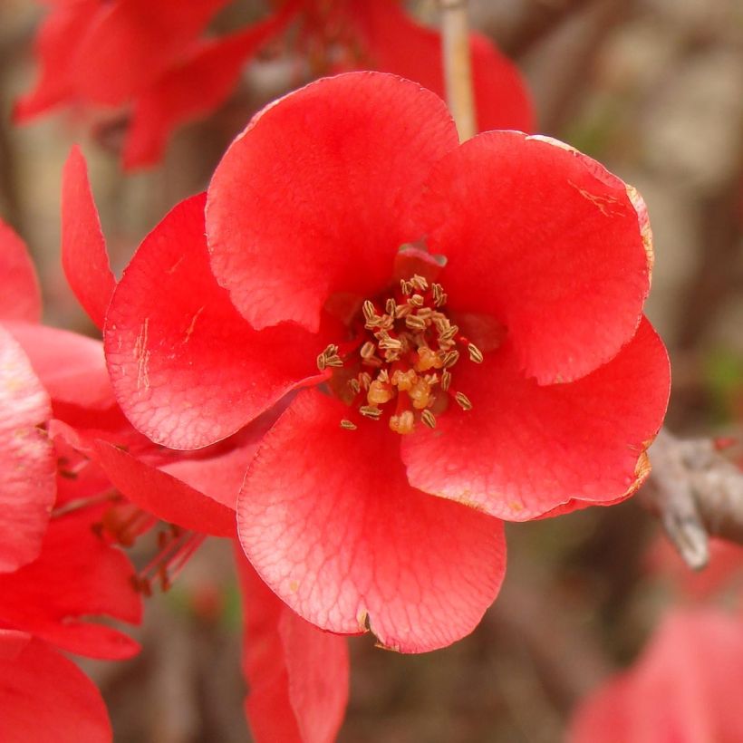 Chaenomeles superba Texas Scarlet - Chinese sierkwee (Flowering)