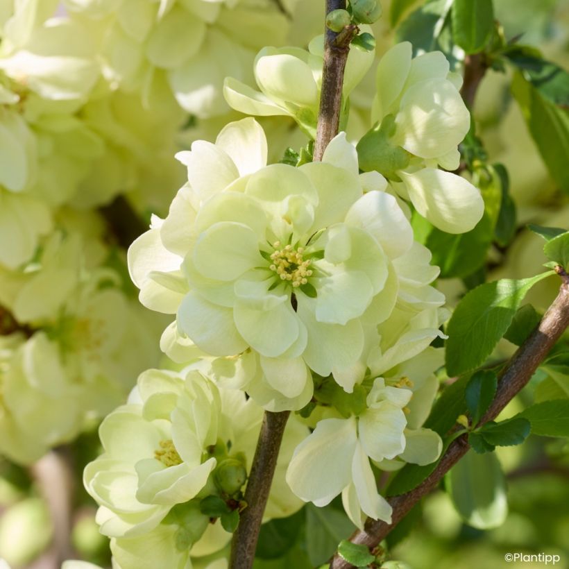 Chaenomeles speciosa Lemon Sorbet - Chinese sierkwee (Bloei)