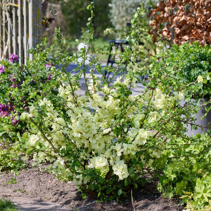 Chaenomeles speciosa Lemon Sorbet - Chinese sierkwee (Groeiplaats)