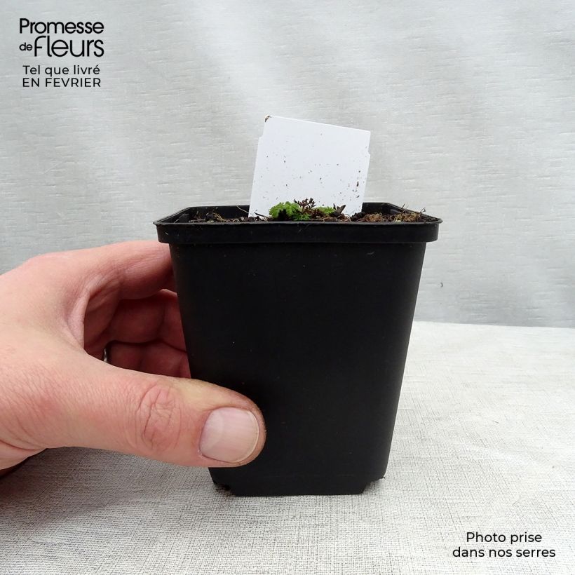 Example of Chaerophyllum hirsutum Roseum - Cerfeuil hirsute Kweekpotje van 8/9 cm as you get in hiver