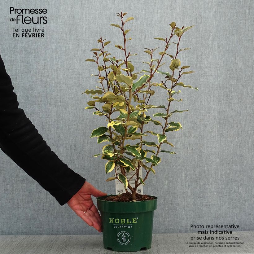 Example of Elaeagnus ebbingei Viveleg - Olijfwilg Pot van 3 l/4 l as you get in hiver