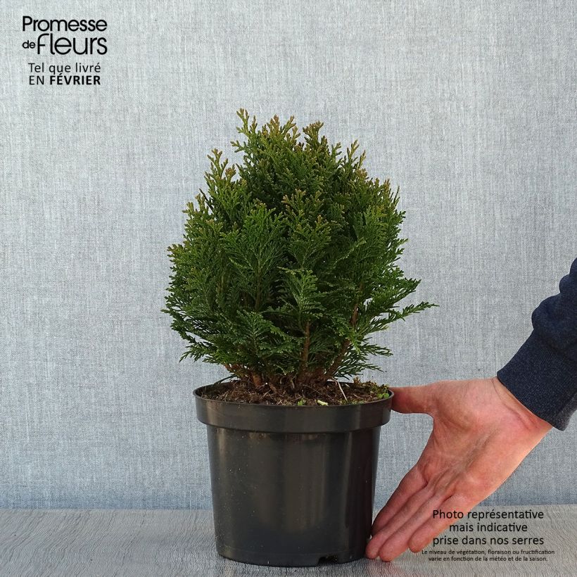 Example of Chamaecyparis law.Minima Glauca - Faux cyprès Pot van 2 l/3 l as you get in hiver