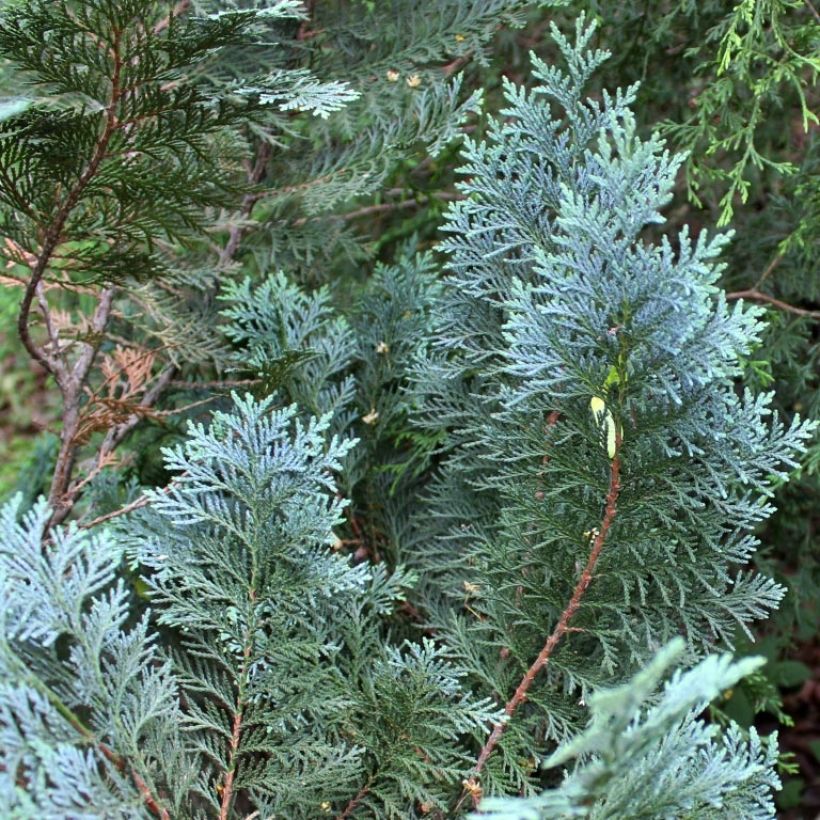 Chamaecyparis lawsoniana Alumii - Californische cipres (Foliage)