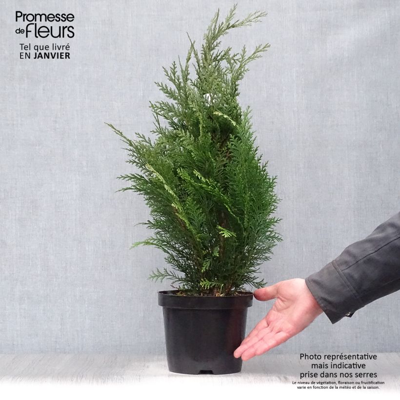 Example of Chamaecyparis lawsoniana Alumii - Cyprès de Lawson Pot van 3 l/4 l as you get in hiver