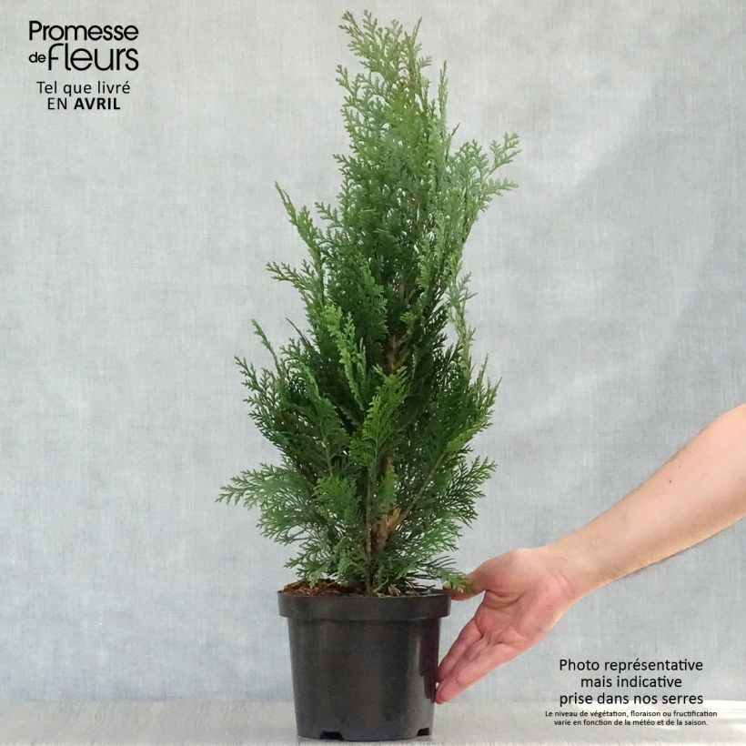 Exemplaar van Chamaecyparis lawsoniana Alumii - Californische cipres Pot van 3 l/4 l zoals geleverd in de lente
