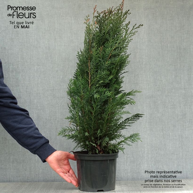 Exemplaar van Chamaecyparis lawsoniana Columnaris - Californische cipres Pot van 4 l/5 l zoals geleverd in de lente