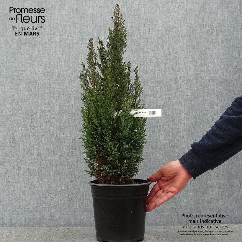 Example of Chamaecyparis lawsoniana Elwoodii - Cyprès de Lawson  Pot van 4 l/5 l as you get in hiver