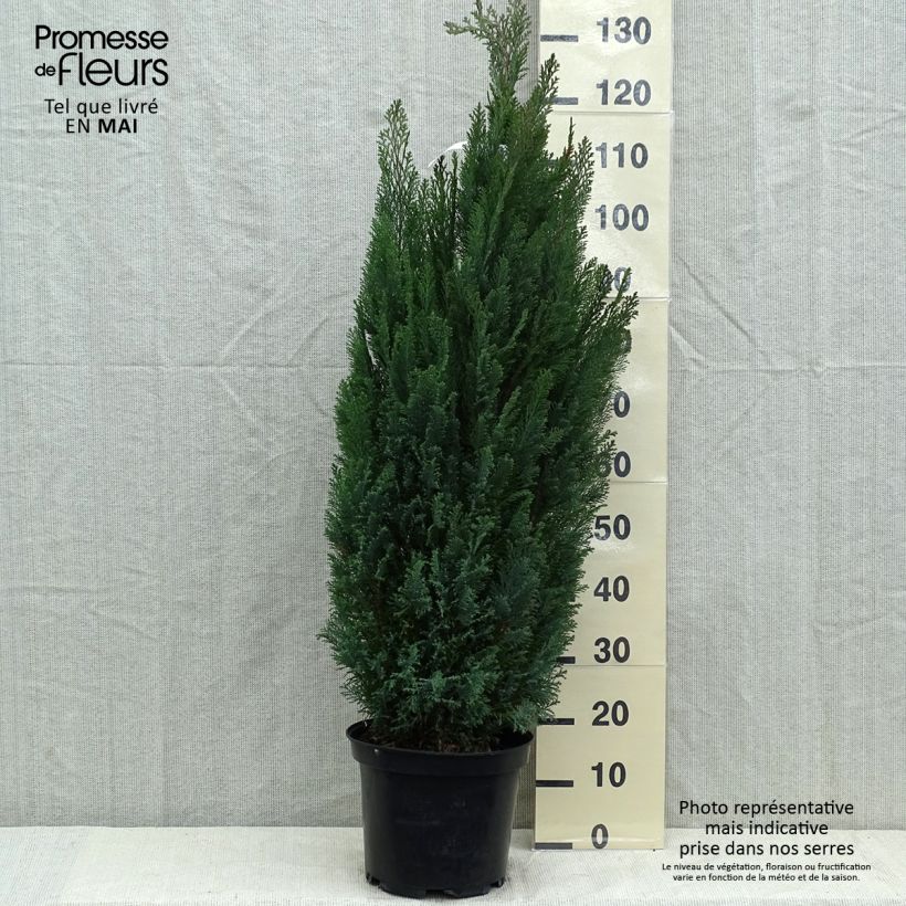Exemplaar van Chamaecyparis lawsoniana Elwoodii - Californische cipres Pot van 7,5 l/10 l zoals geleverd in de lente
