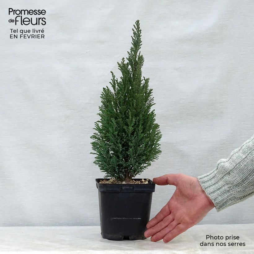 Example of Chamaecyparis lawsoniana Elwoodii - Cyprès de Lawson  Pot van 2 l/3 l as you get in hiver