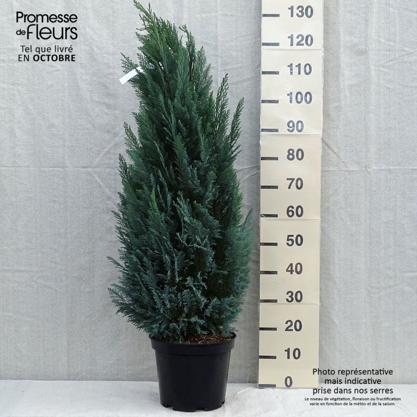 Exemplaar van Chamaecyparis lawsoniana Elwoodii - Californische cipres Pot van 7,5 l/10 l zoals geleverd in de herfst