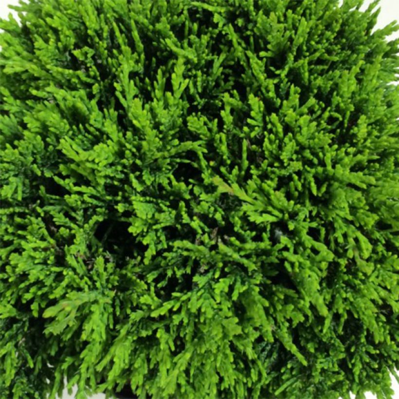 Chamaecyparis lawsoniana Green Globe - Californische cipres (Foliage)