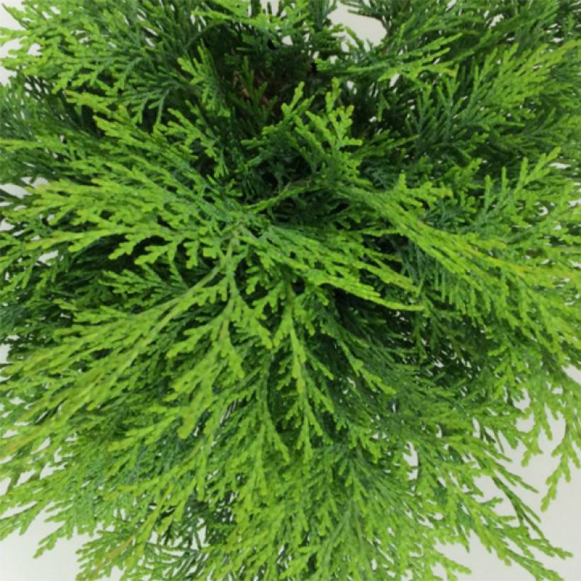 Chamaecyparis lawsoniana Mini Globus - Californische cipres (Foliage)