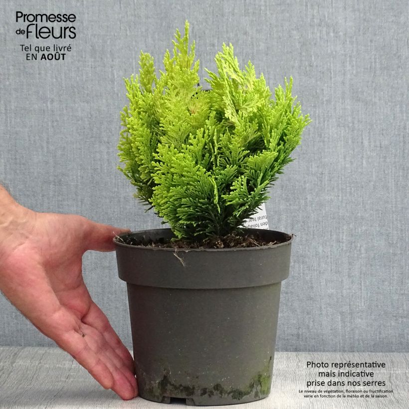 Exemplaar van Chamaecyparis lawsoniana Minima Aurea - Californische cipres Pot van 2 l/3 l zoals geleverd in de zomer