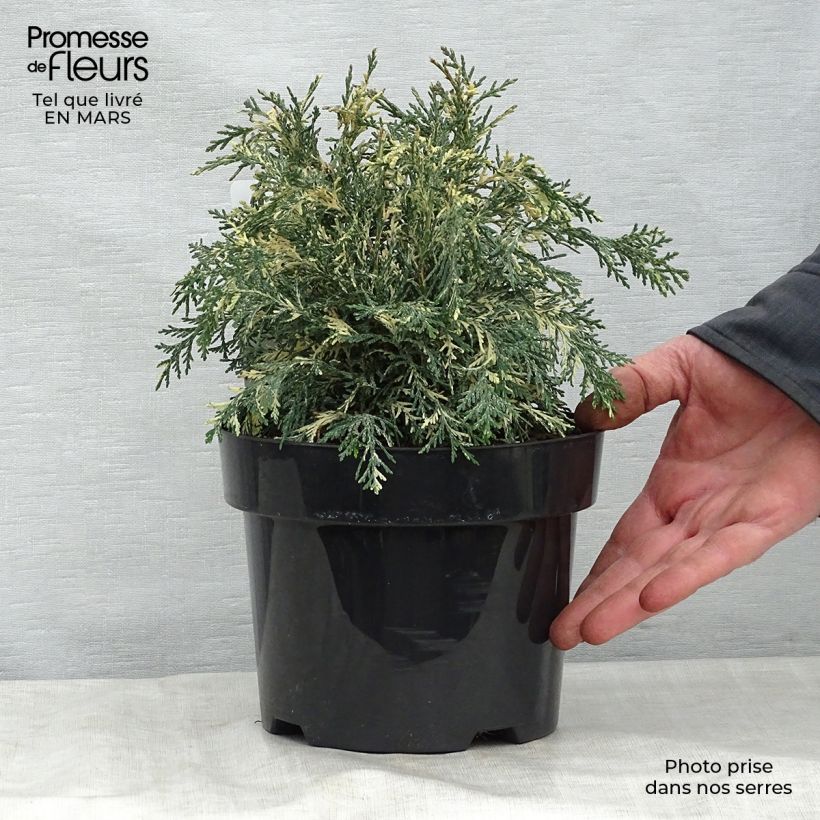 Exemplaar van Chamaecyparis lawsoniana Pearly Swirls - Californische cipres Pot van 2 l/3 l zoals geleverd in de lente