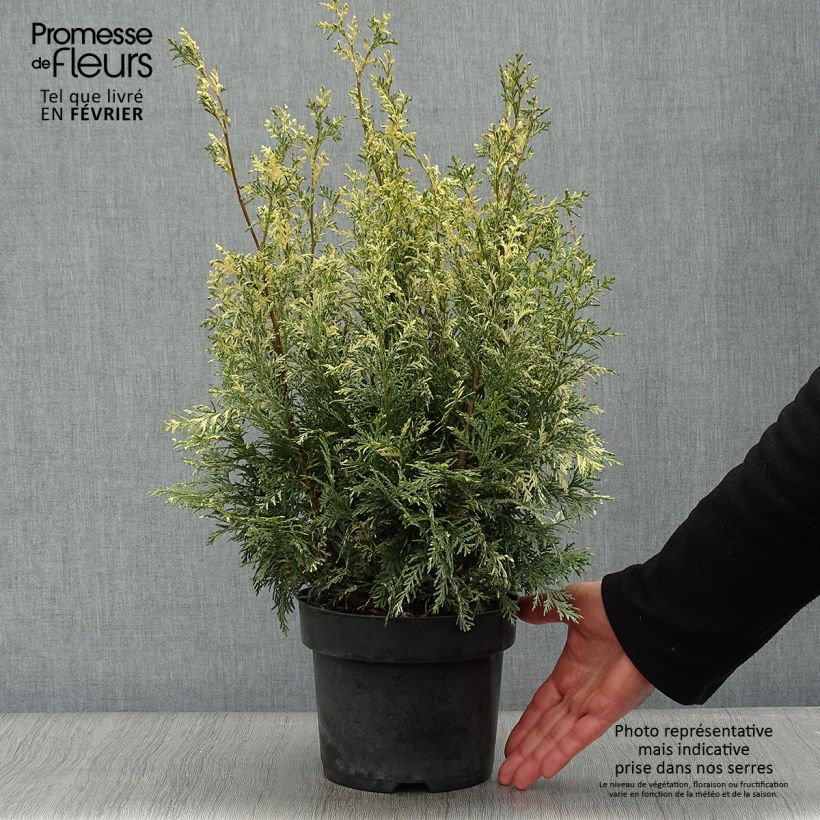 Example of Chamaecyparis lawsoniana Pearly Swirls - Cyprès de Lawson Pot van 2 l/3 l as you get in hiver