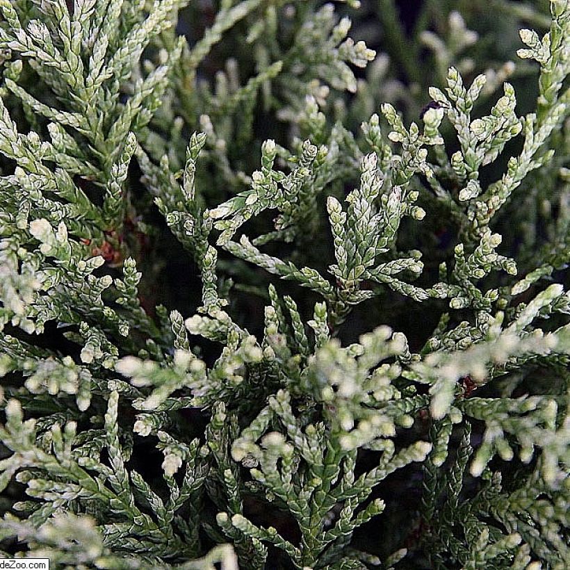 Chamaecyparis lawsoniana White Spot - Californische cipres (Foliage)