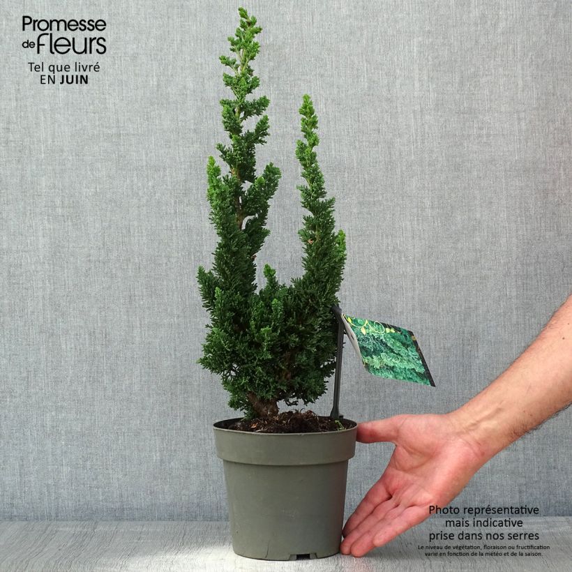 Example of Chamaecyparis lawsoniana Wissel's Saguaro - Cyprès de Lawson Pot van 2 l/3 l as you get in printemps