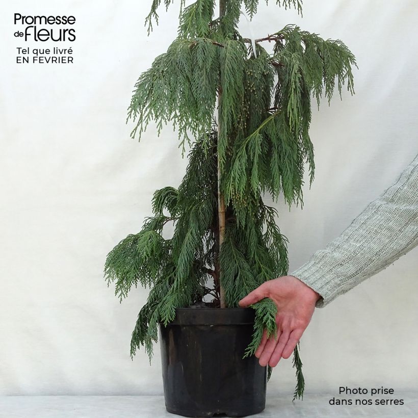 Example of Chamaecyparis nootkatensis Pendula - Cyprès de Nootka pleureur Pot van 7,5 l/10 l as you get in hiver