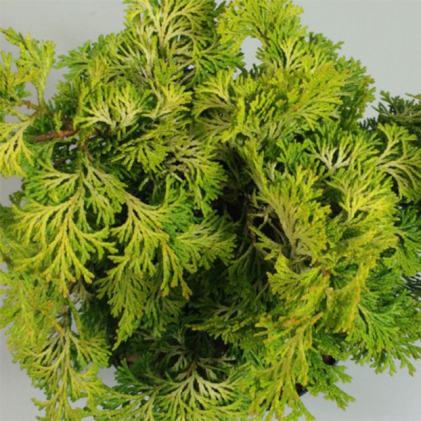 Chamaecyparis obtusa Aurea - Hinoki cipres (Foliage)