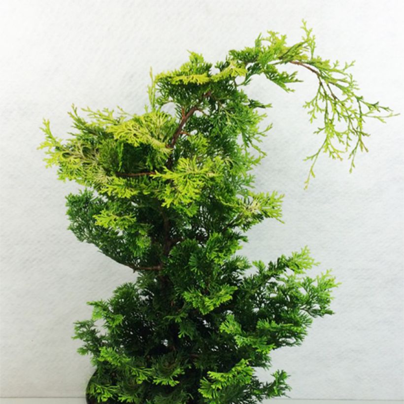 Chamaecyparis obtusa Aurea - Hinoki cipres (Plant habit)