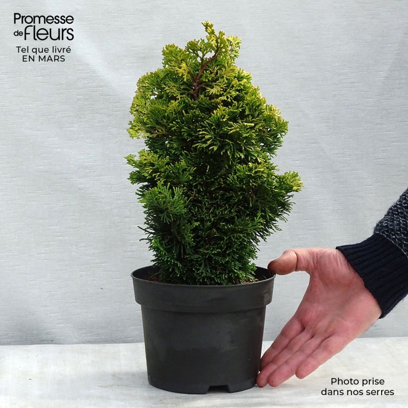 Exemplaar van Chamaecyparis obtusa Aurora - Hinoki cipres Pot van 2 l/3 l zoals geleverd in de lente