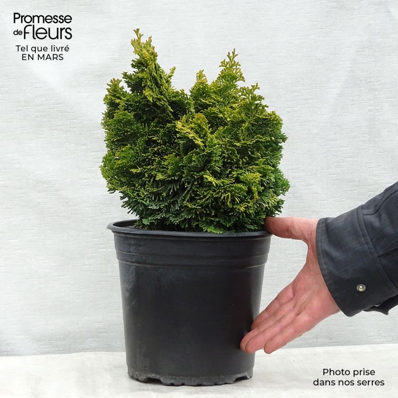 Exemplaar van Chamaecyparis obtusa Aurora - Hinoki cipres Pot van 4 l/5 l zoals geleverd in de lente
