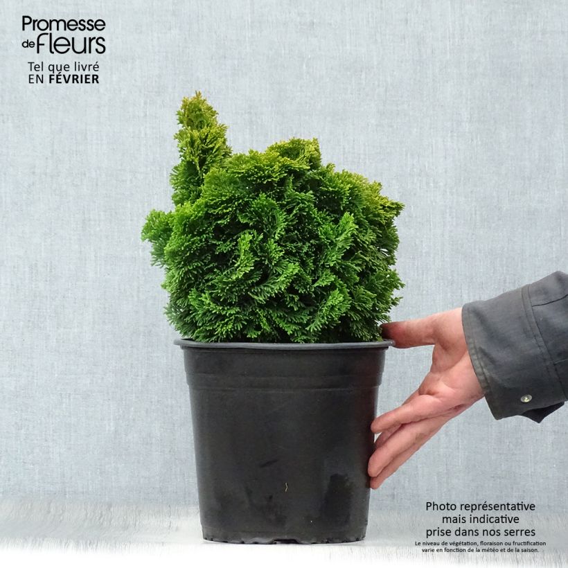 Example of Chamaecyparis obtusa Aurora - Hinoki cipres Pot van 4 l/5 l as you get in hiver