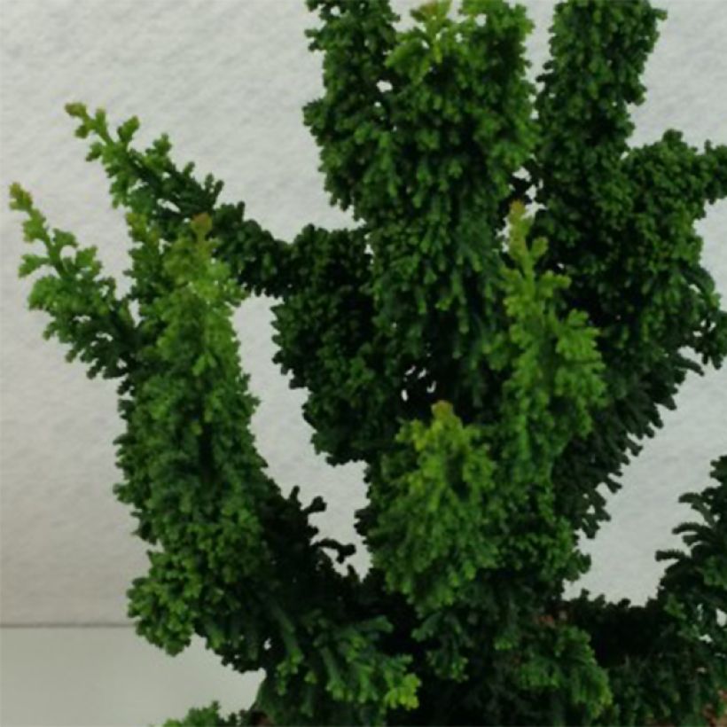 Chamaecyparis obtusa Chirimen - Hinoki cipres (Foliage)