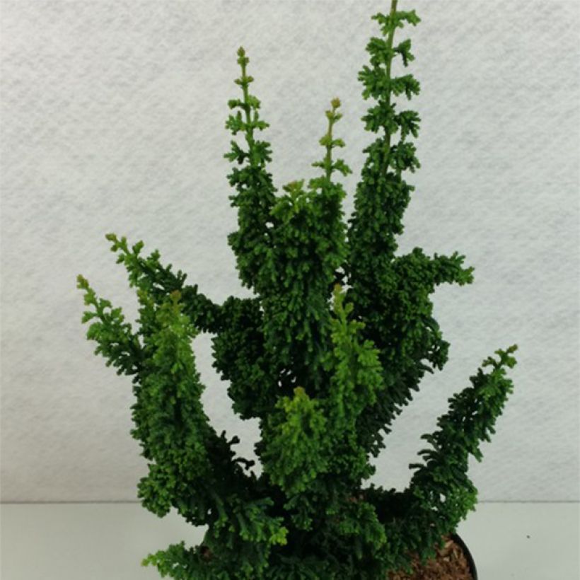Chamaecyparis obtusa Chirimen - Hinoki cipres (Plant habit)
