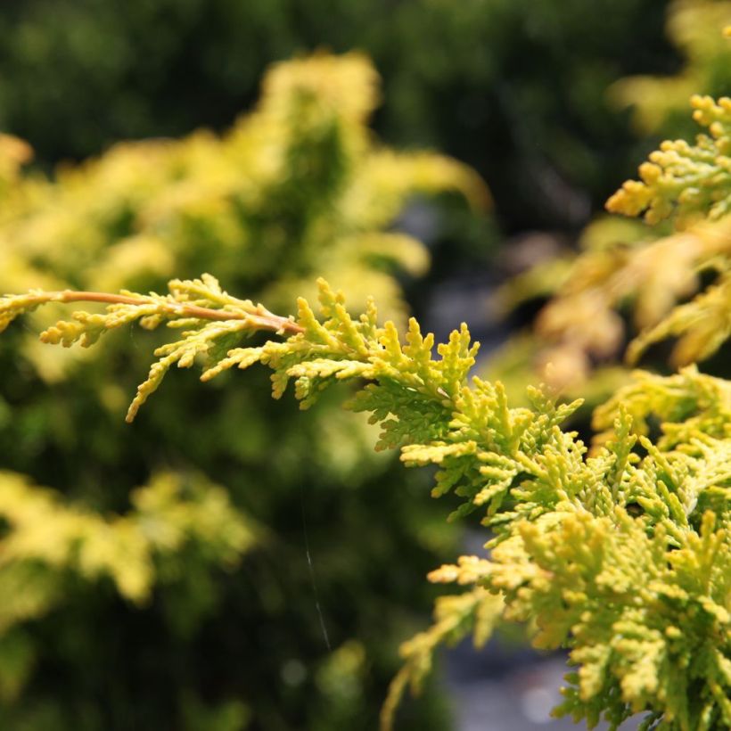 Chamaecyparis obtusa Fernspray Gold - Hinoki cipres (Foliage)