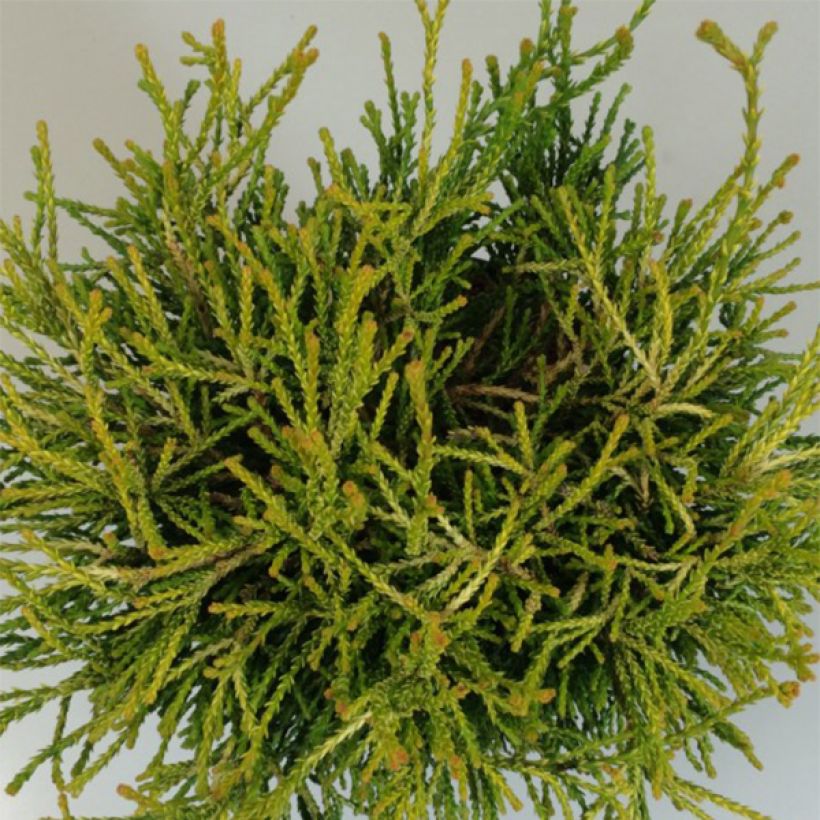 Chamaecyparis obtusa Gitte - Hinoki cipres (Foliage)