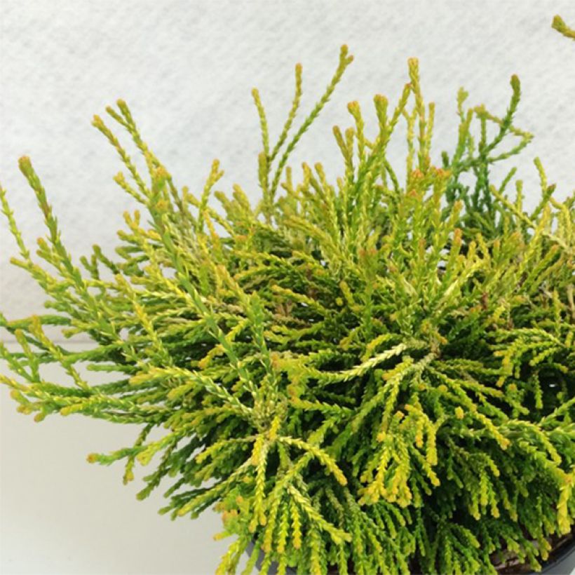 Chamaecyparis obtusa Gitte - Hinoki cipres (Plant habit)