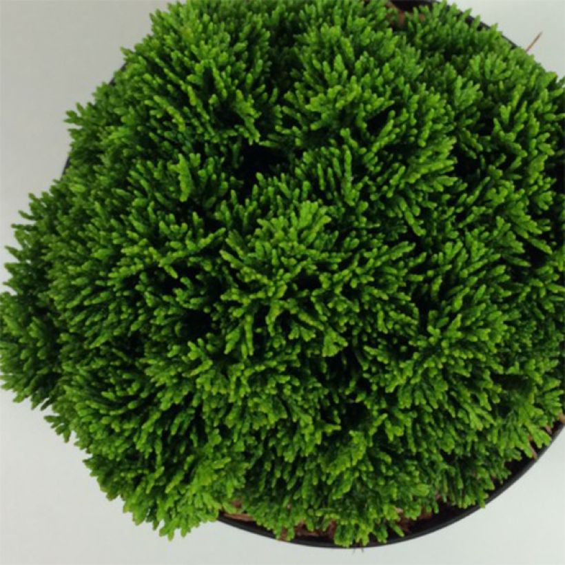 Chamaecyparis obtusa Juniperoides - Hinoki cipres (Foliage)