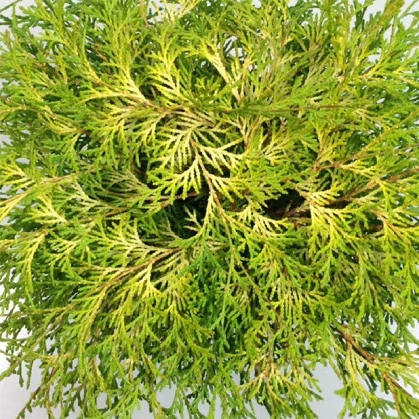 Chamaecyparis obtusa Kamarachiba - Hinoki cipres (Foliage)