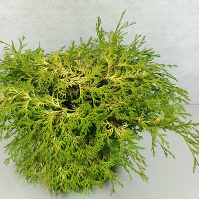 Chamaecyparis obtusa Kamarachiba - Hinoki cipres (Plant habit)