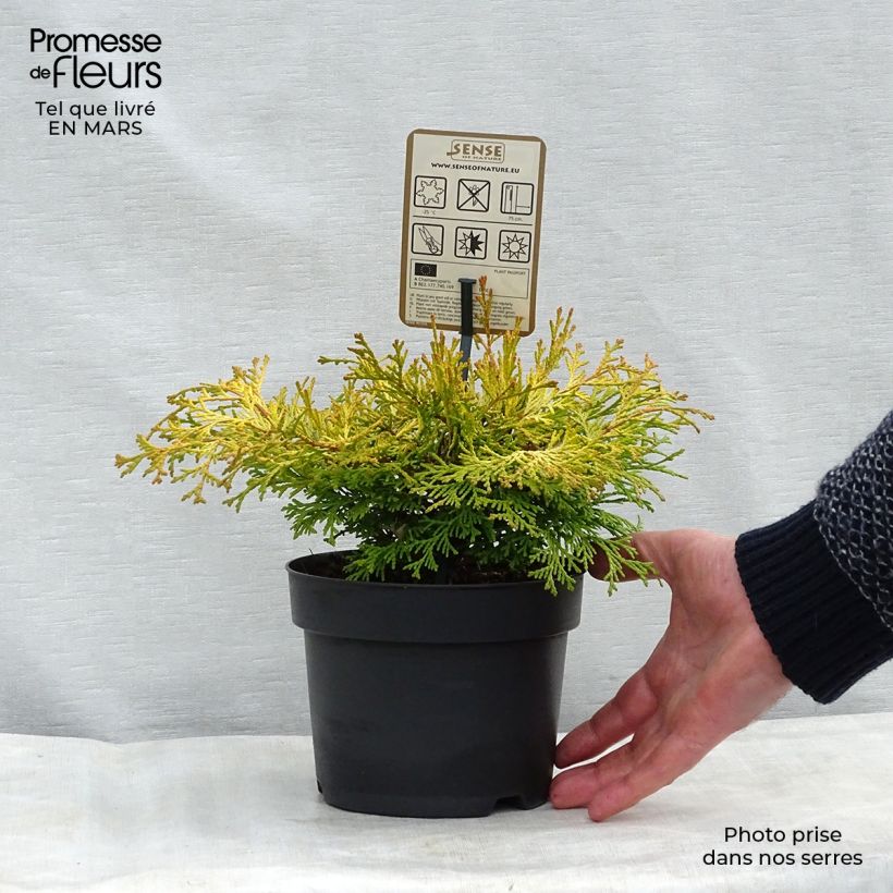 Exemplaar van Chamaecyparis obtusa Kamarachiba - Hinoki cipres Pot van 2 l/3 l zoals geleverd in de lente