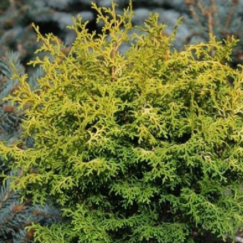 Chamaecyparis obtusa Melody - Hinoki cipres (Foliage)