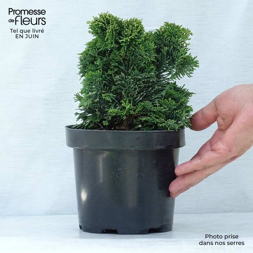 Exemplaar van Chamaecyparis obtusa Nana Gracilis - Hinoki cipres Pot van 2 l/3 l zoals geleverd in de zomer