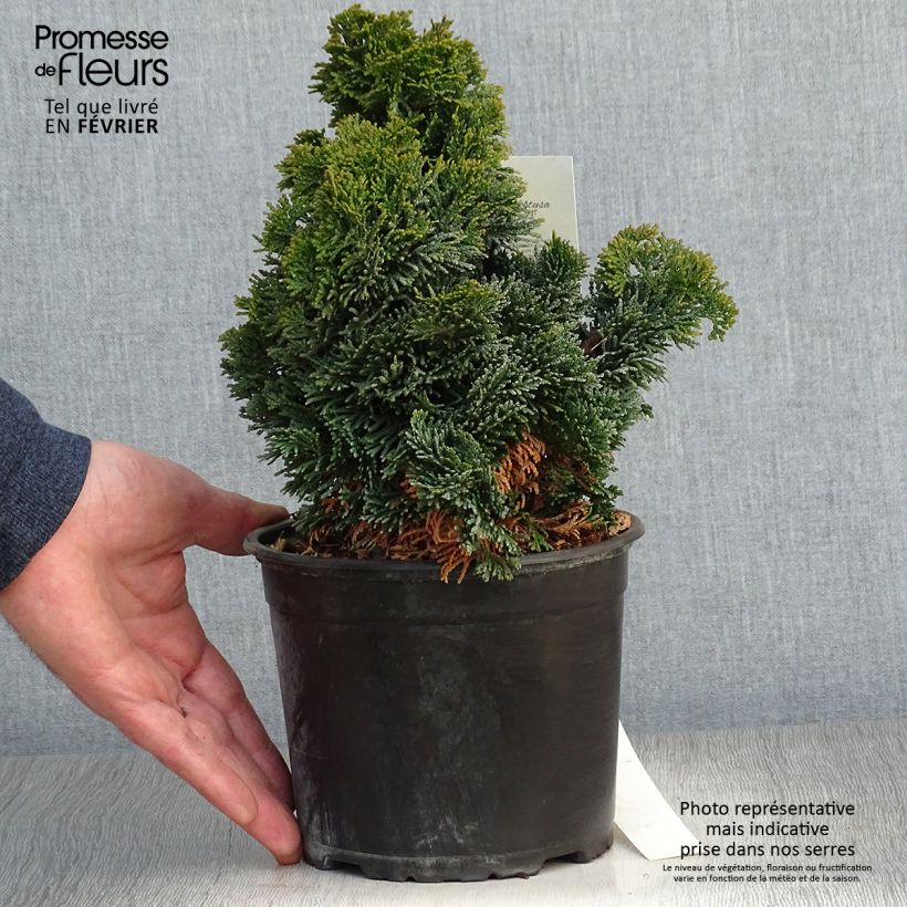 Example of Chamaecyparis obtusa Nana Gracilis - Faux cyprès du Japon               Pot van 2 l/3 l as you get in hiver