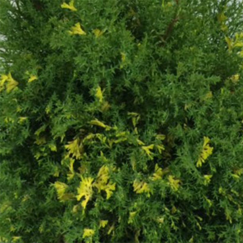 Chamaecyparis obtusa Saffron Spray - Hinoki cipres (Foliage)