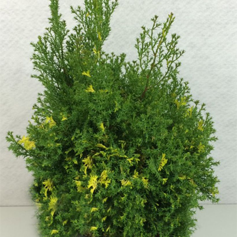 Chamaecyparis obtusa Saffron Spray - Hinoki cipres (Plant habit)
