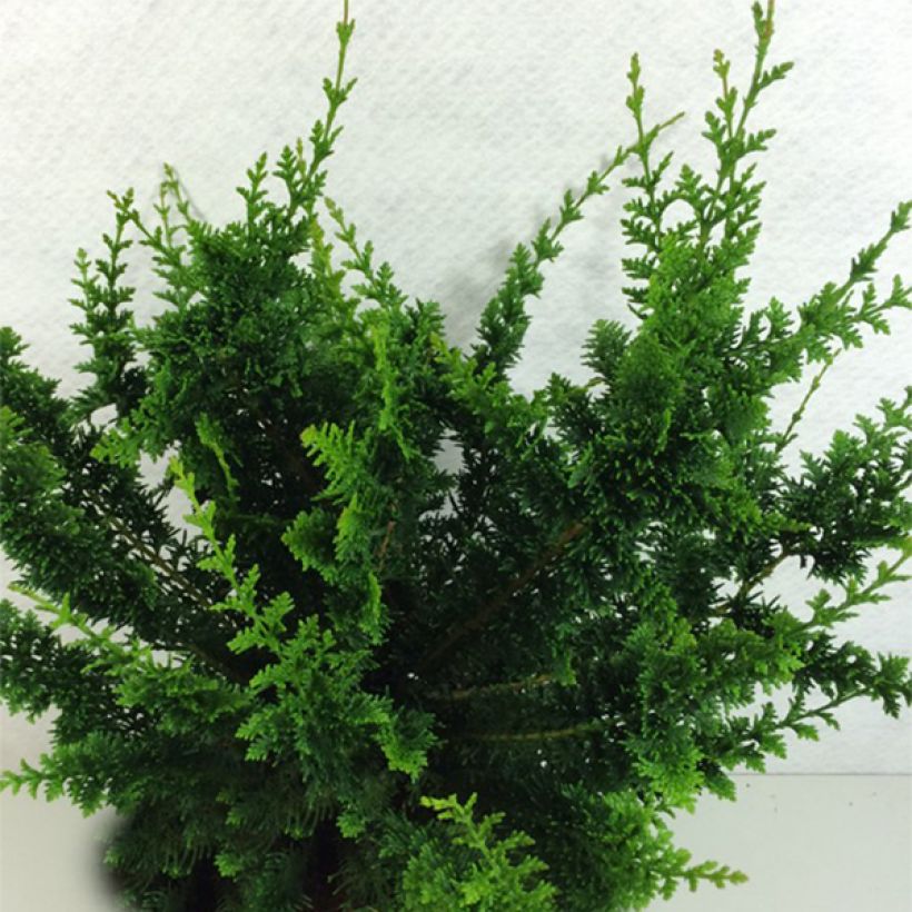 Chamaecyparis obtusa Teddy Bear - Hinoki cipres (Plant habit)