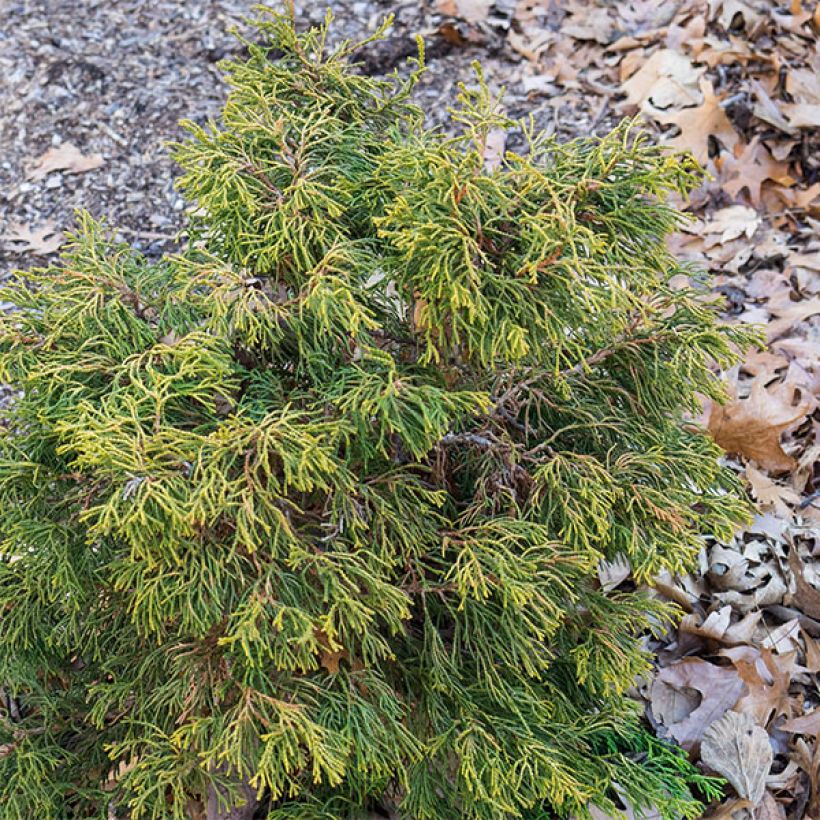 Chamaecyparis obtusa Tsatsumi Gold - Hinoki cipres (Plant habit)