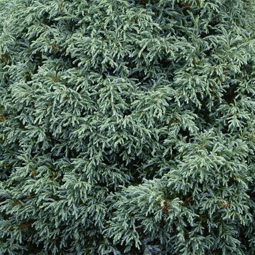 Chamaecyparis pisifera Baby Blue - Schijncipres (Foliage)